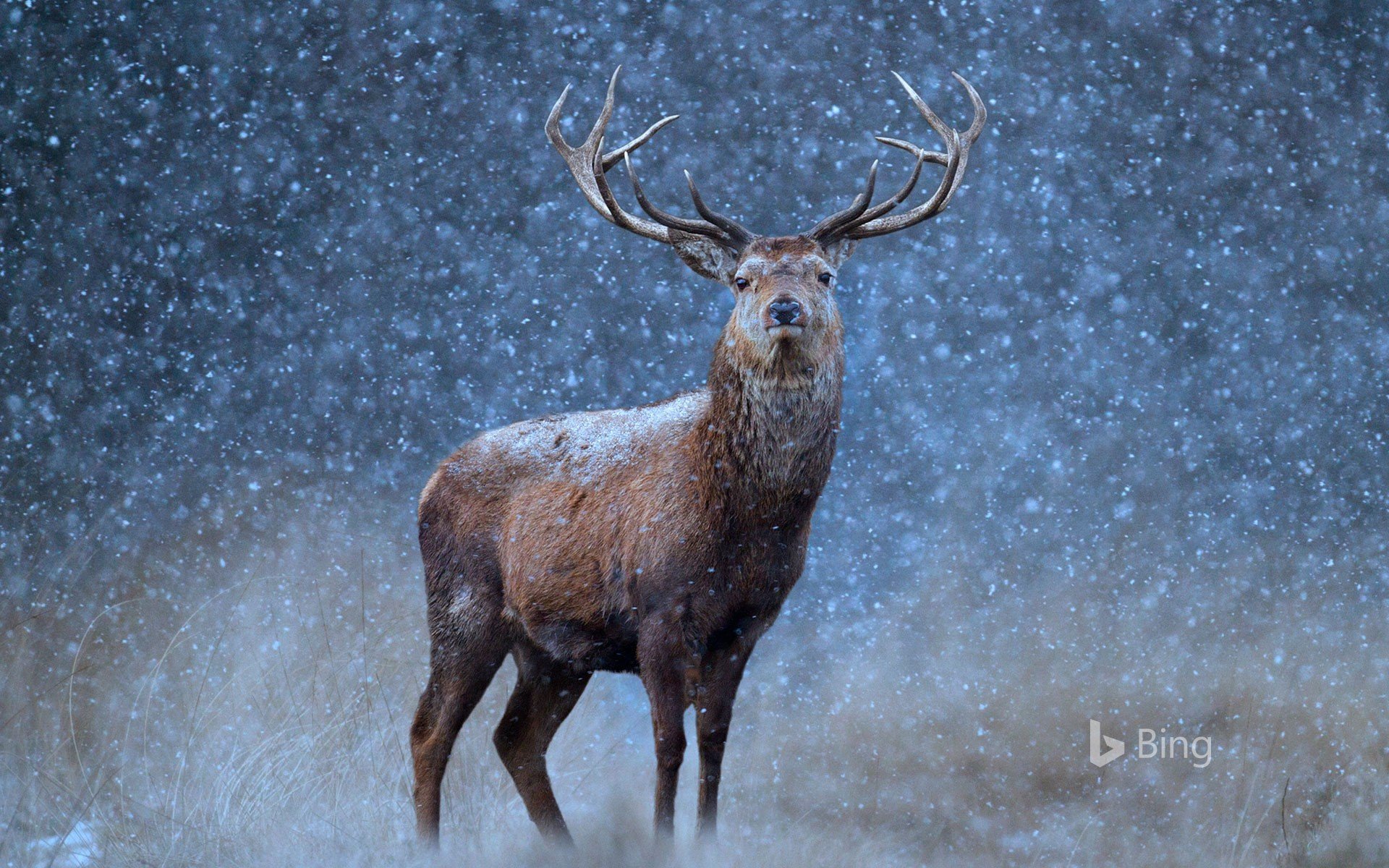 Red Deer Best HD Wallpaper 78157