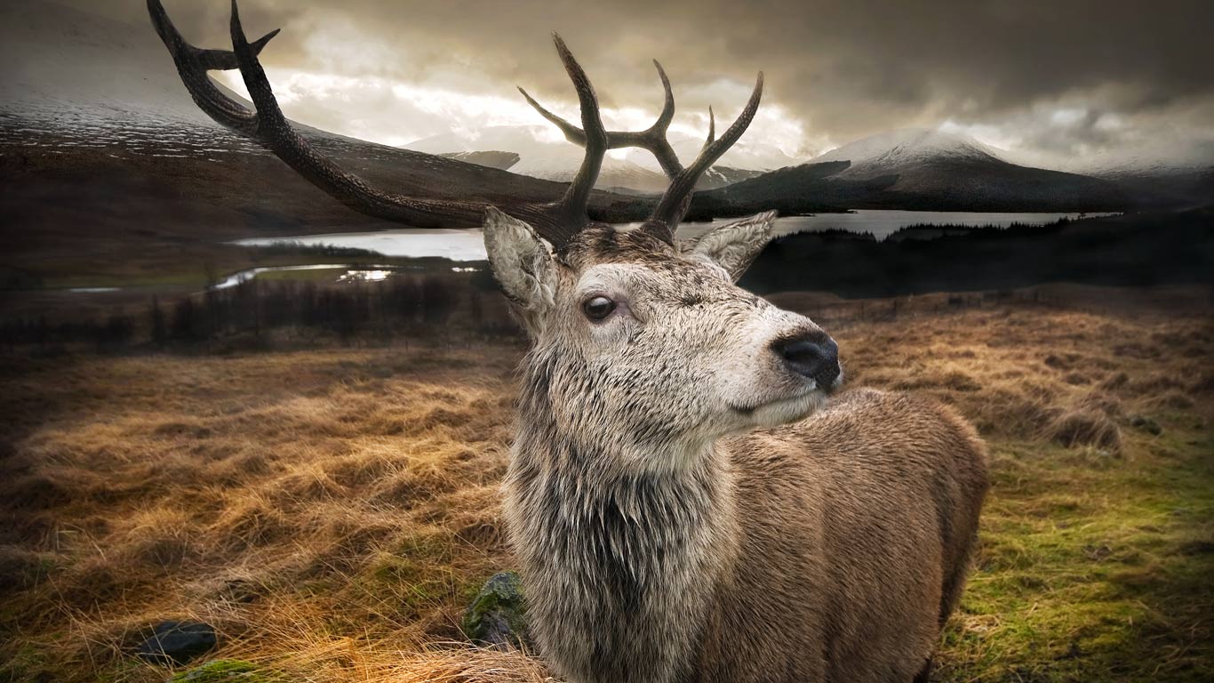 Close up of a red stag in the Scottish Highlands