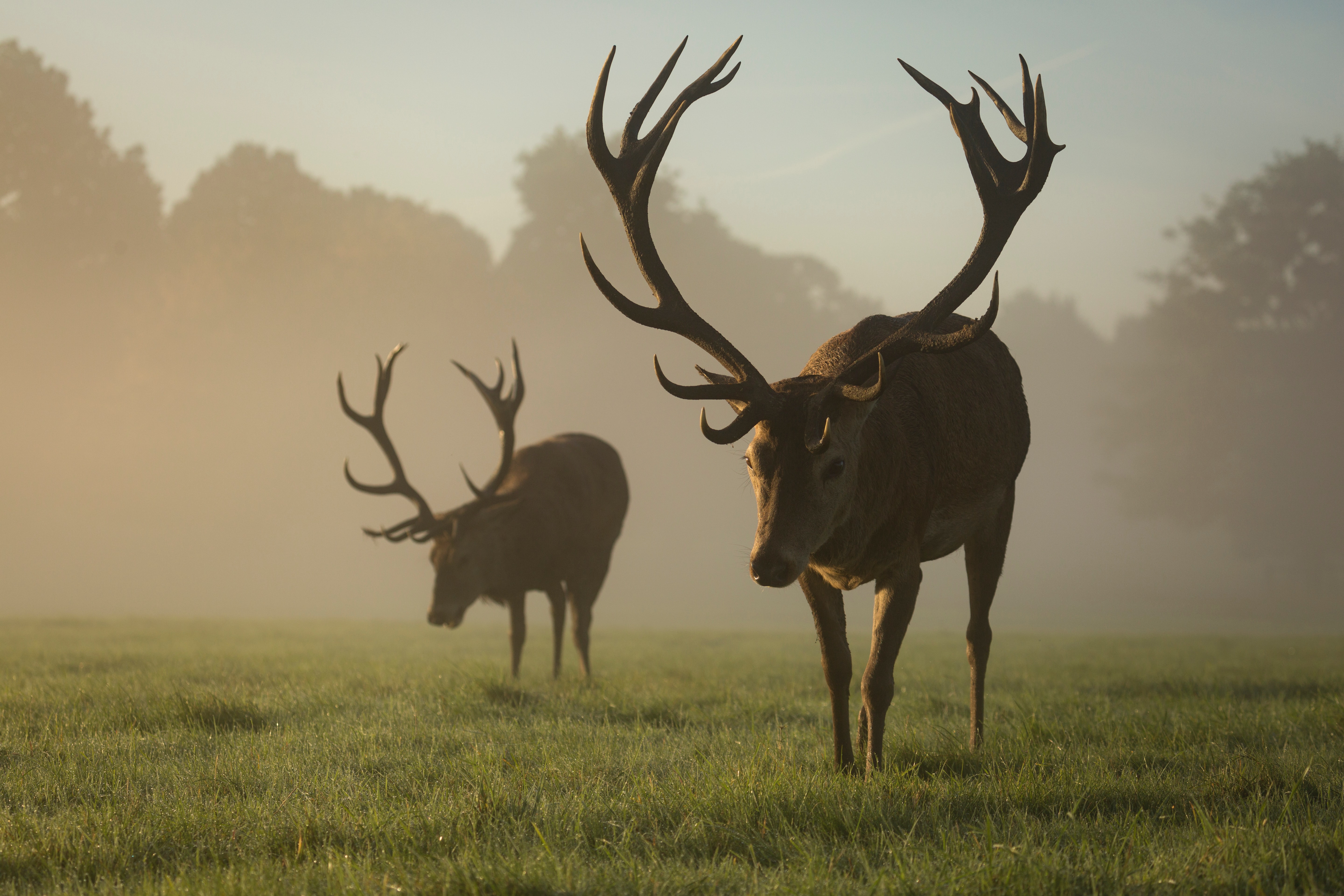 Two red deer stags grazing in the mist, England (Photo credit to Diana Parkhouse) [5760 x 3840]