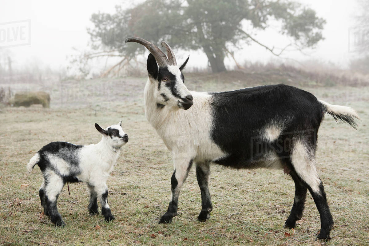 Mother and baby goat on farm
