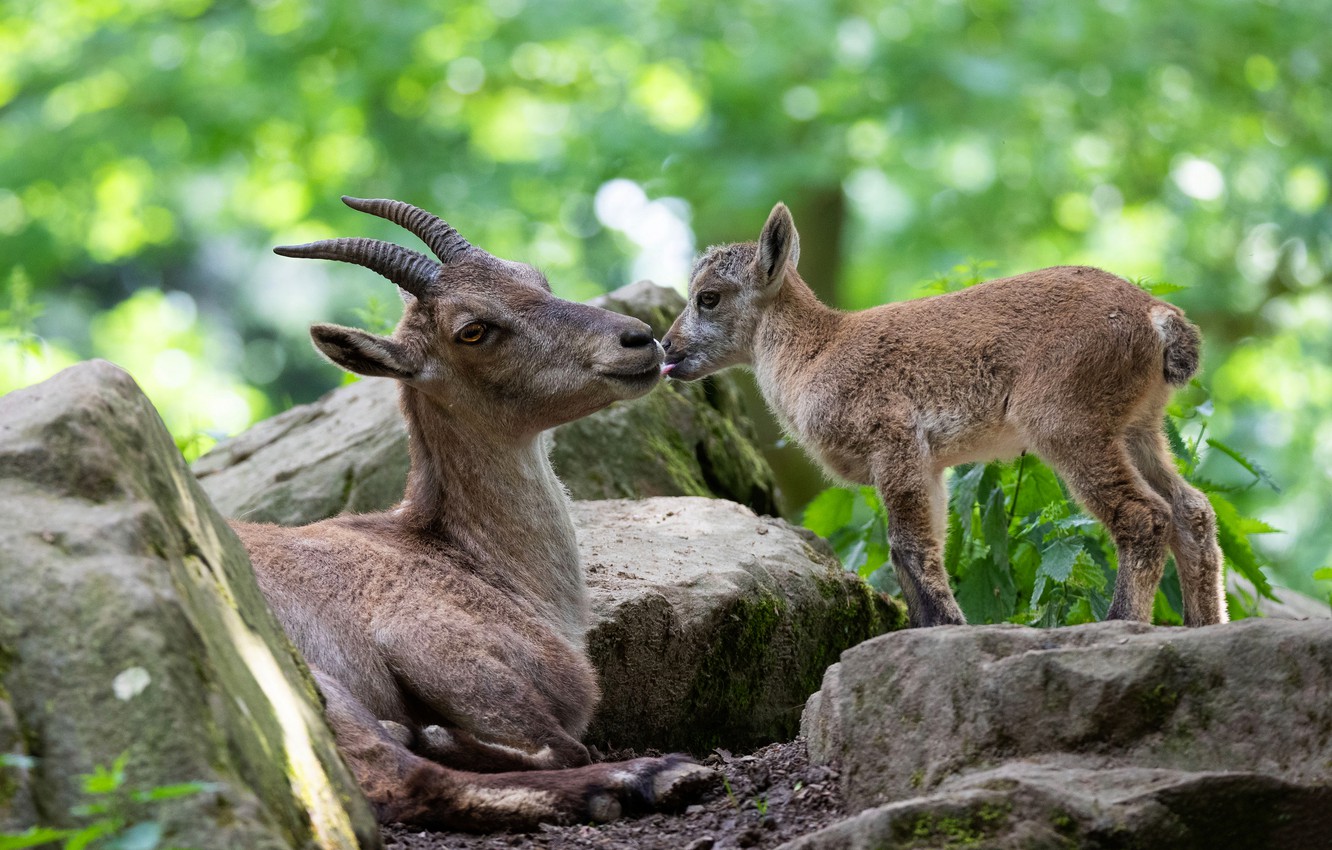 Wallpaper language, light, stones, two, kiss, baby, pair, mom, goat, muzzle, bokeh, goats, poses, goat, goat, goat image for desktop, section животные
