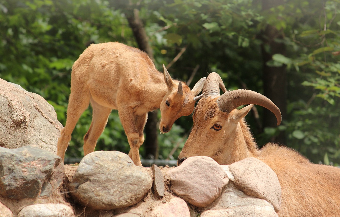 Wallpaper look, face, nature, stones, foliage, two, baby, pair, weasel, cub, mom, goat, bokeh, goats, goat, two goats image for desktop, section животные