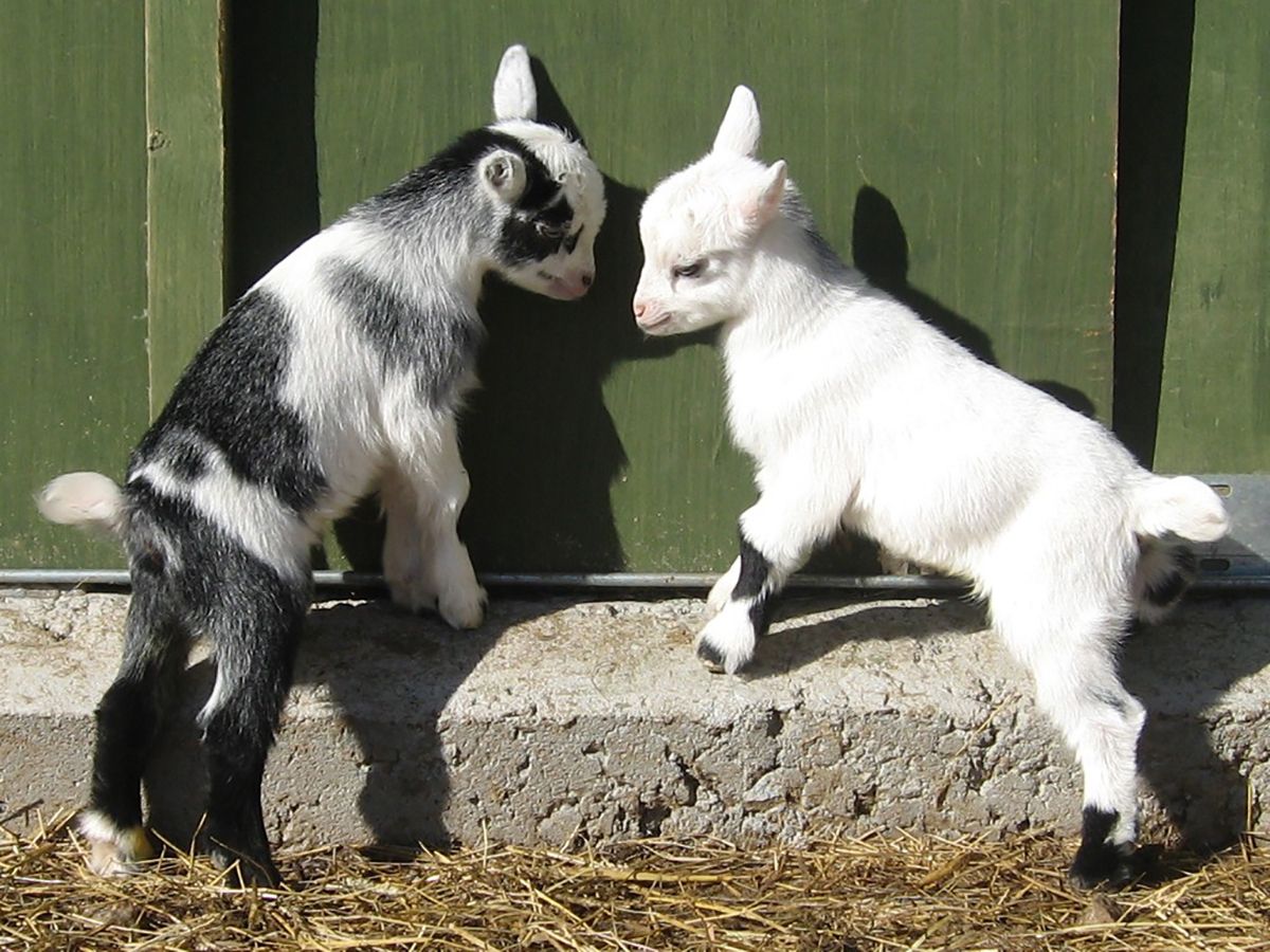 Goat Yoga Is a Thing and We Tried It. Cute animals, Cute baby animals, Cute goats