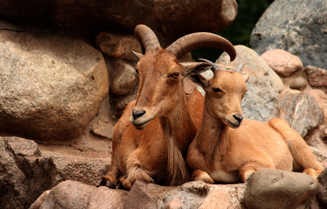 Wallpaper stones, stay, two, pair, cub, mountain, mom, mountain, goat, lie, goats, goat, mountain goat image for desktop, section животные