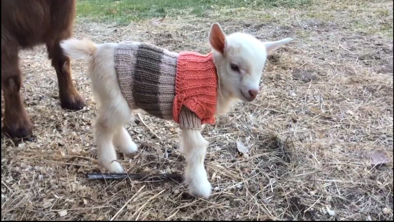 KNOW AND TELL: Three Baby Goats Frolic In Tiny Hand Knit Sweaters San Francisco