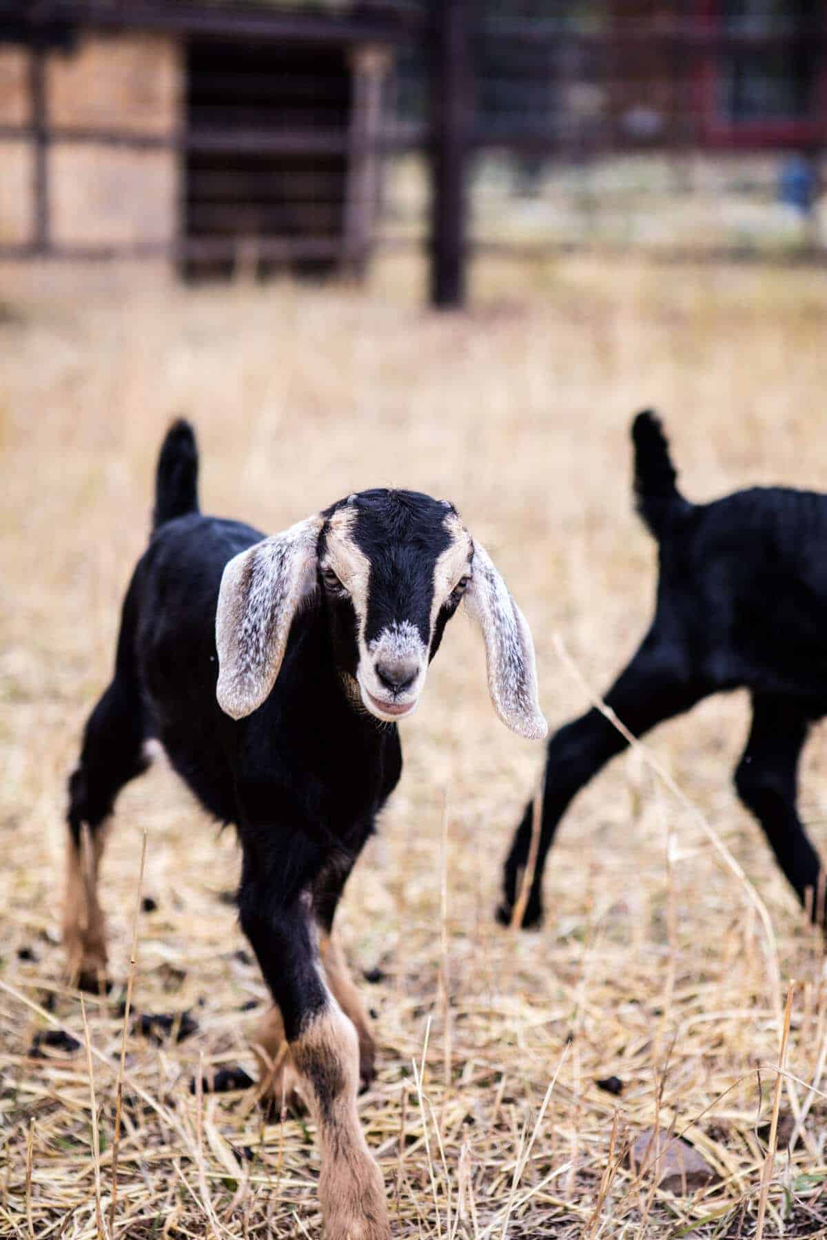 Baby Goat Photo + All Things Fall! Baked Harvest