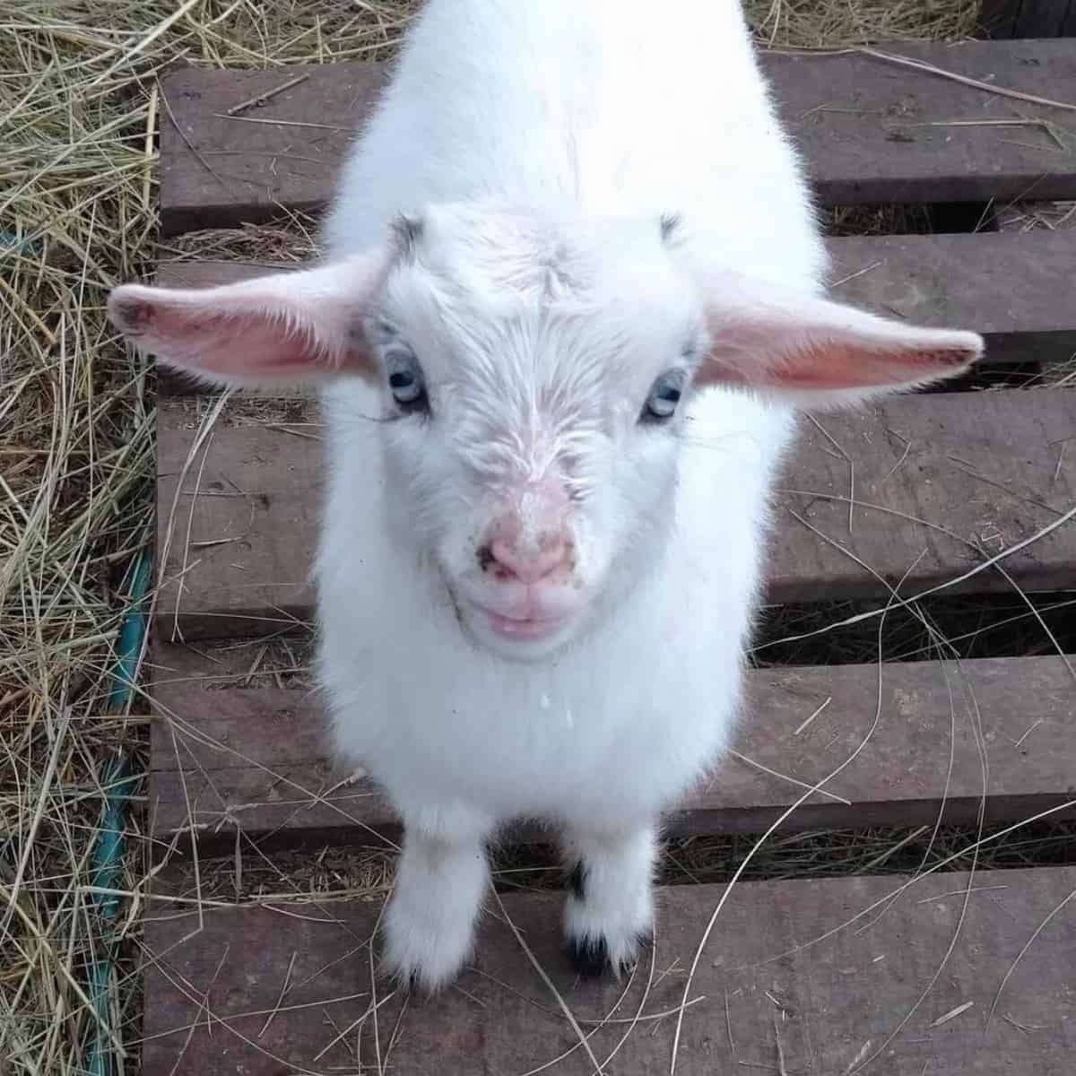 Guide to Baby Goat Care & Hooves Homestead
