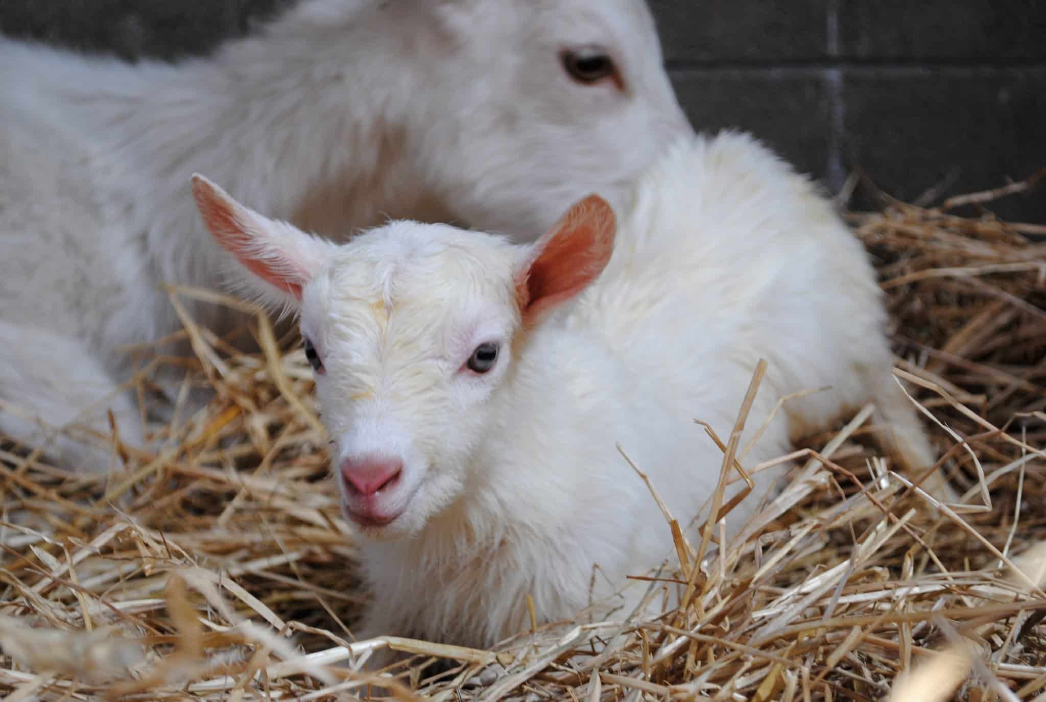 Care Recommendations For Goat Kids Open Sanctuary Project