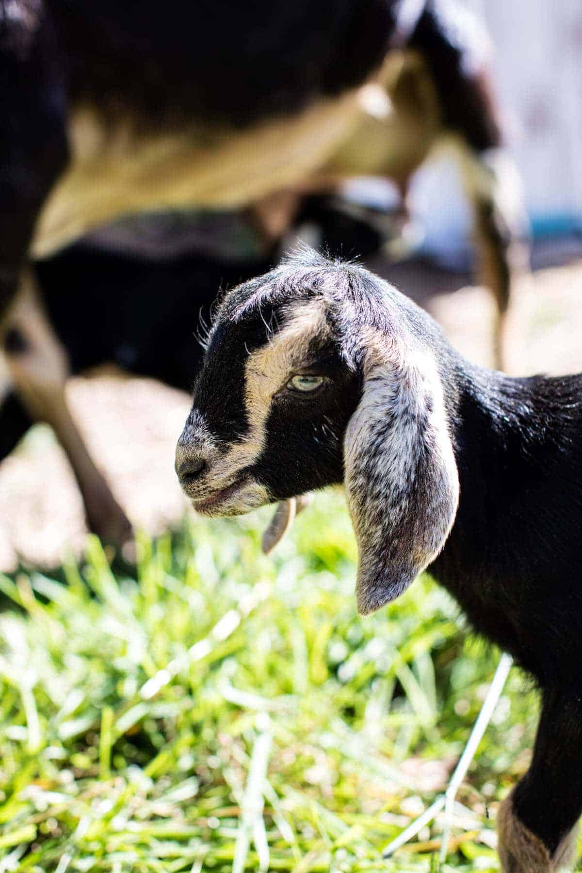 Baby Goat Photo + All Things Fall! Baked Harvest