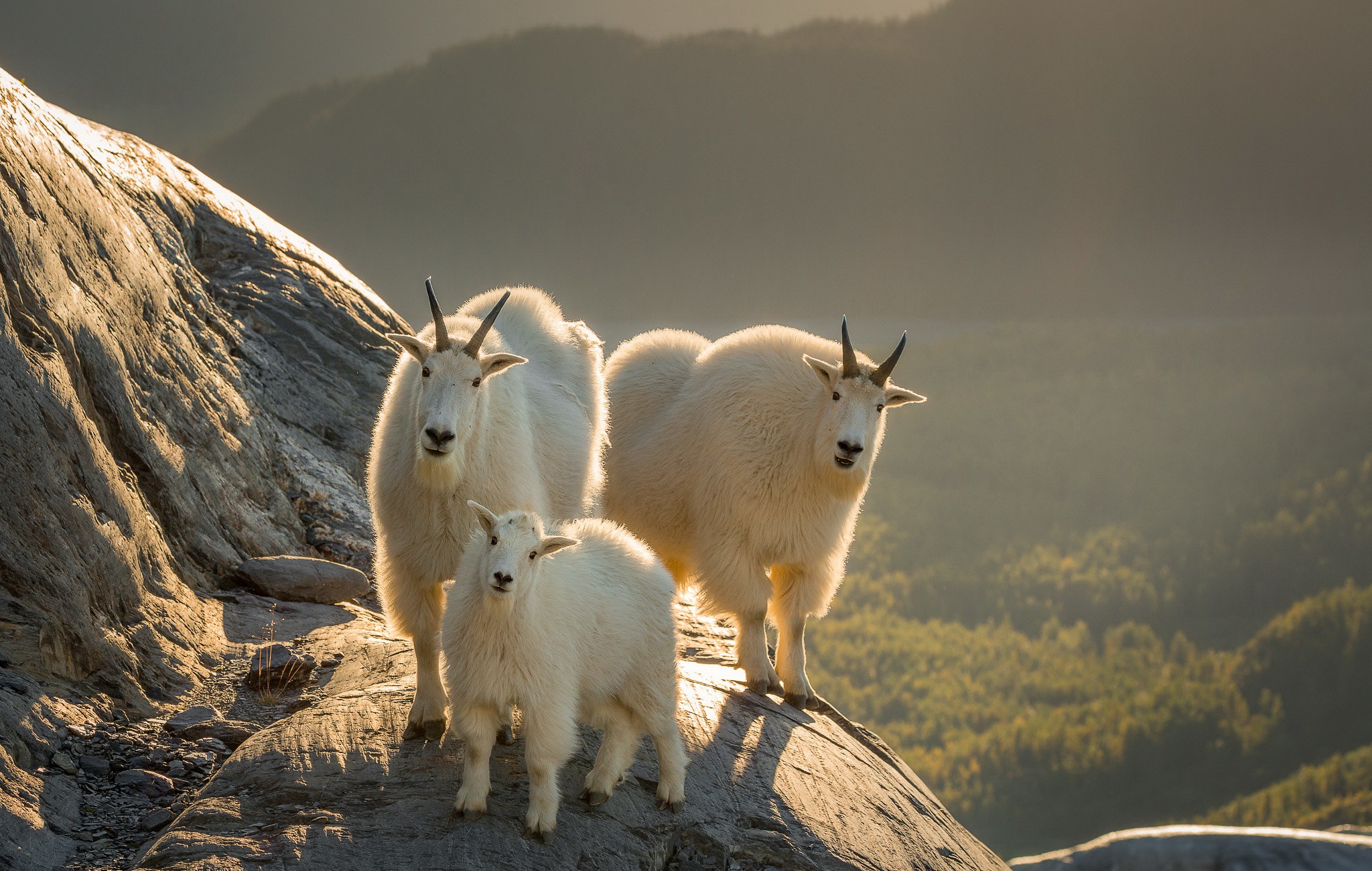 Mountain Goat HD Wallpaper, Wildlife, Goat, Baby Animal HD Wallpaper