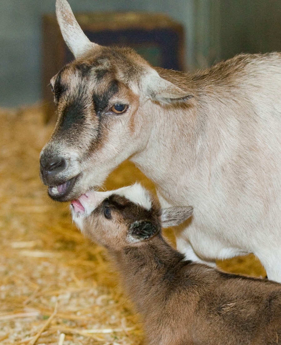 Baby Goats Born at Circle D Corral This Week. Disney Parks Blog