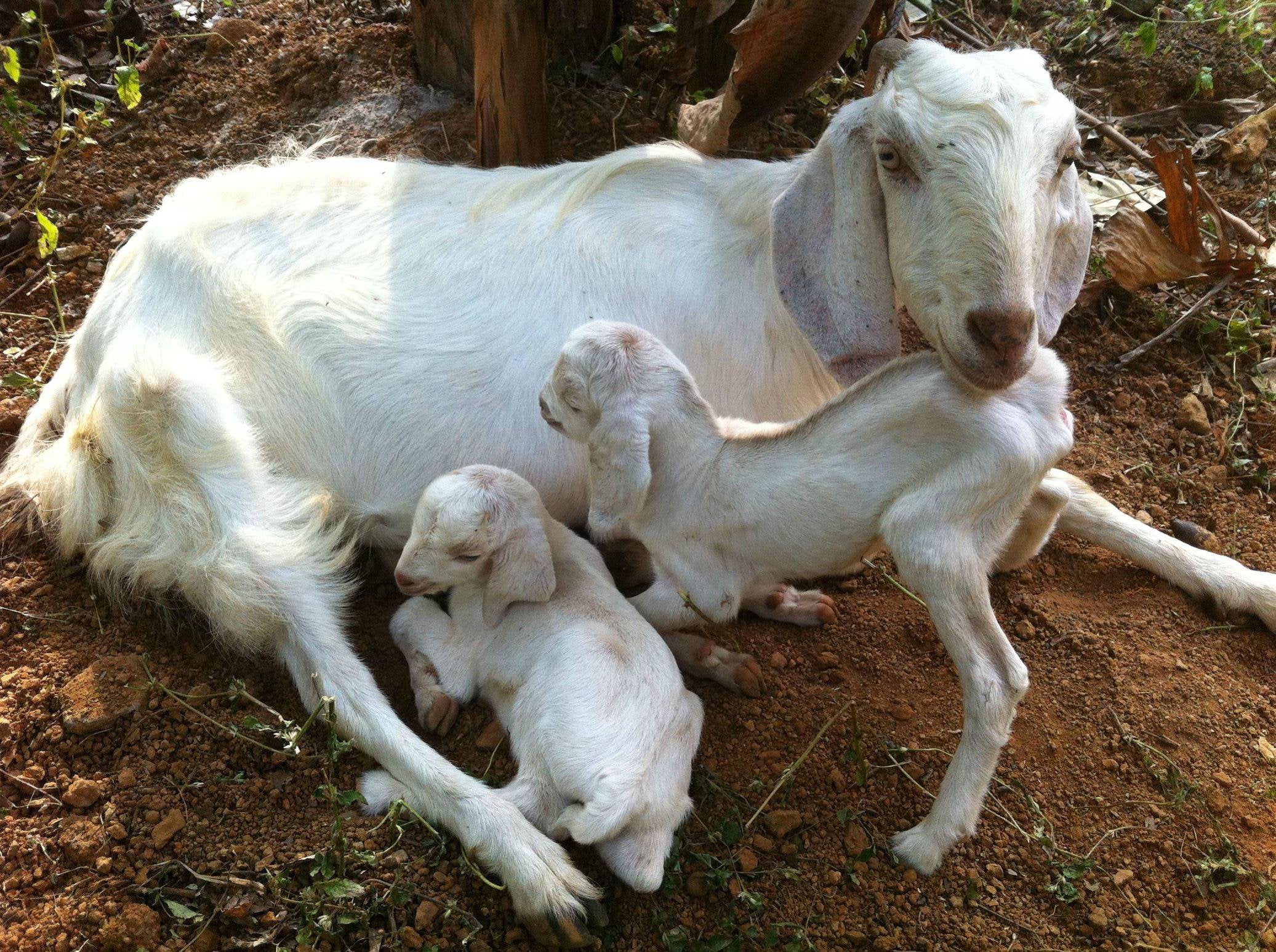 Saw your baby goat and here is a picture which I got from my friend in India [Indian Goats]