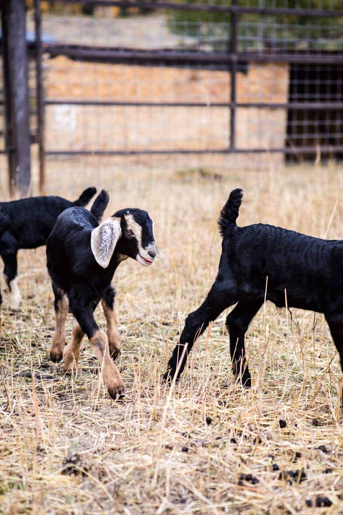 Baby Goat Photo + All Things Fall! Baked Harvest