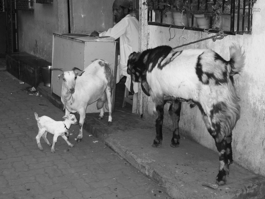 Father Mother and Baby Goat. father mother and baby goat fa