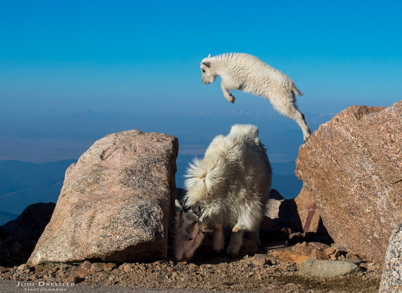 Leaping Baby Mountain Goat