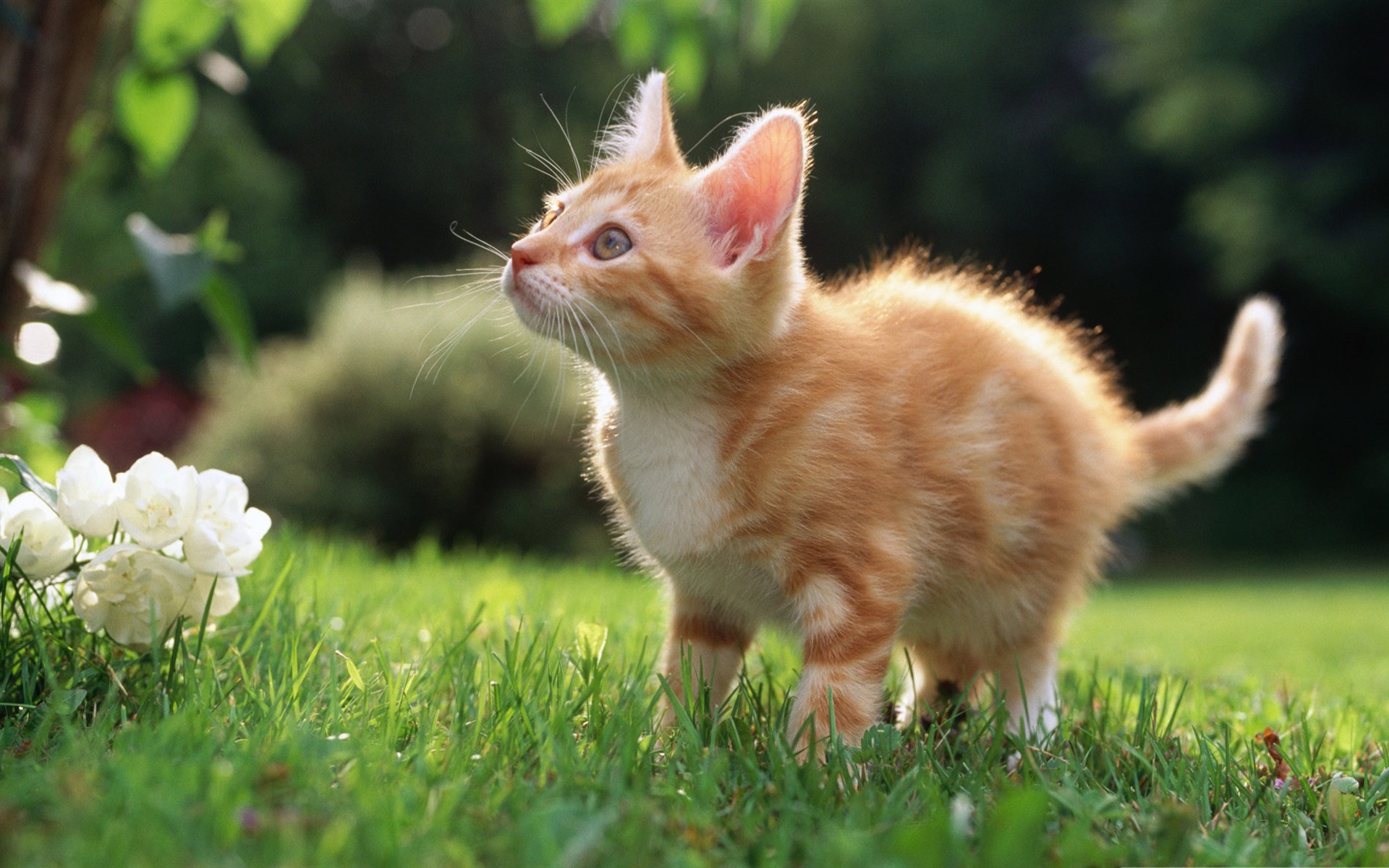 Cute Orange Kitten Cute Pet Cat Desktop Picture Wallpaper