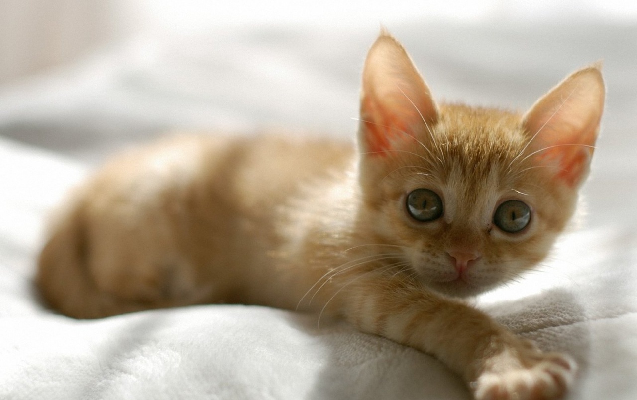 Cute Orange Kitten wallpaper. Cute Orange Kitten