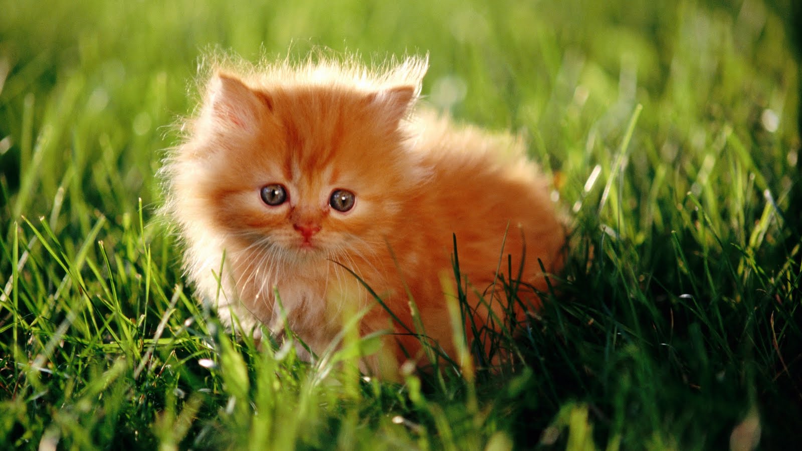 How To Download Kitten In Grass