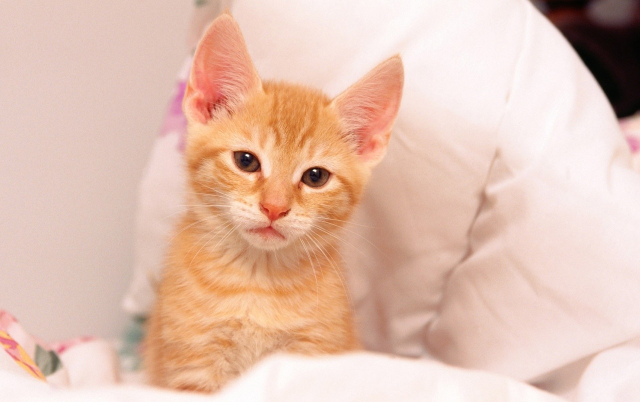 Cure Little Orange Kitten wallpaper. Cure Little Orange Kitten