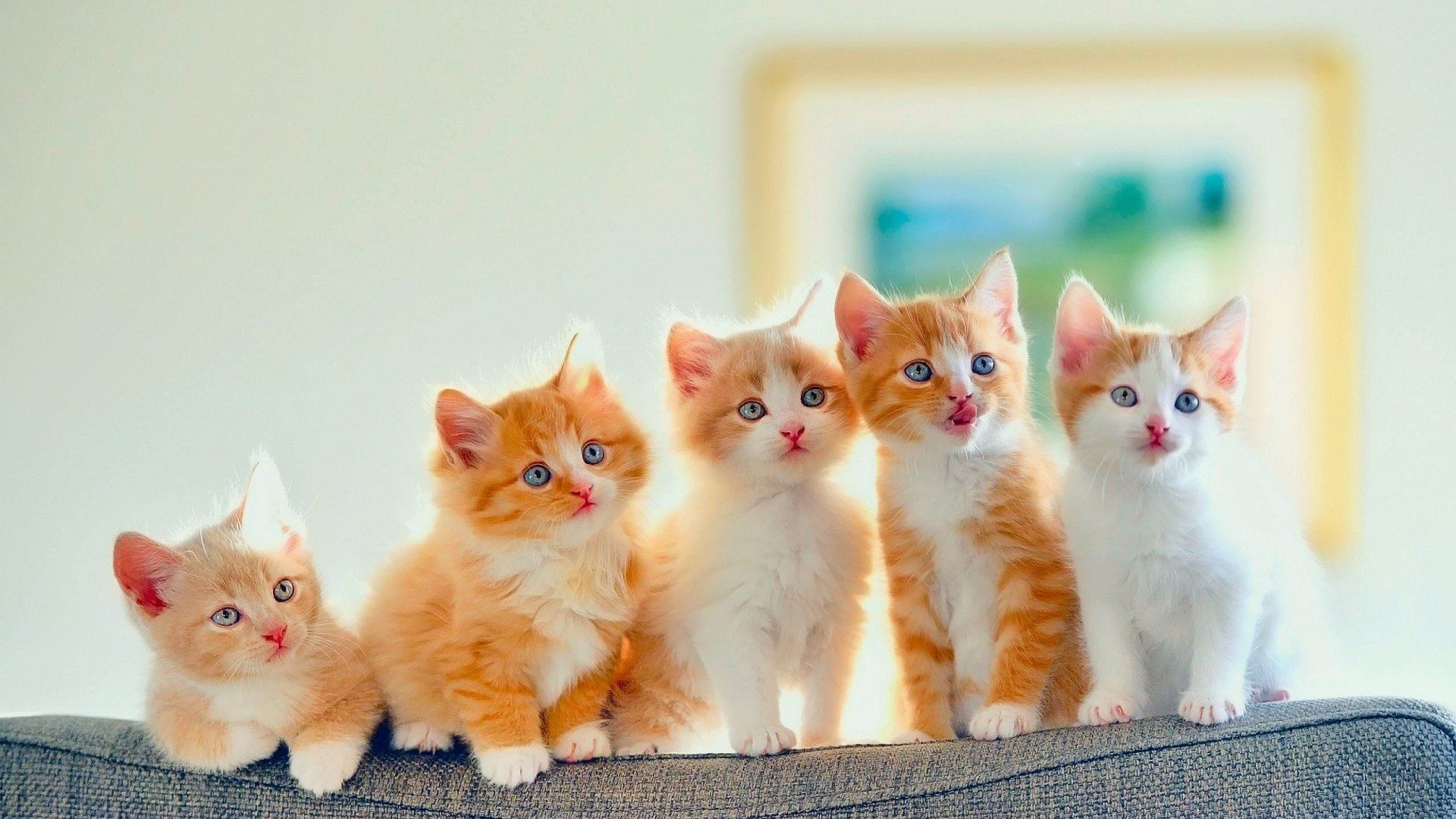 Golden Kitten Wallpaper Live Wallpaper HD. Cute cat names, Baby cats, Kitten wallpaper