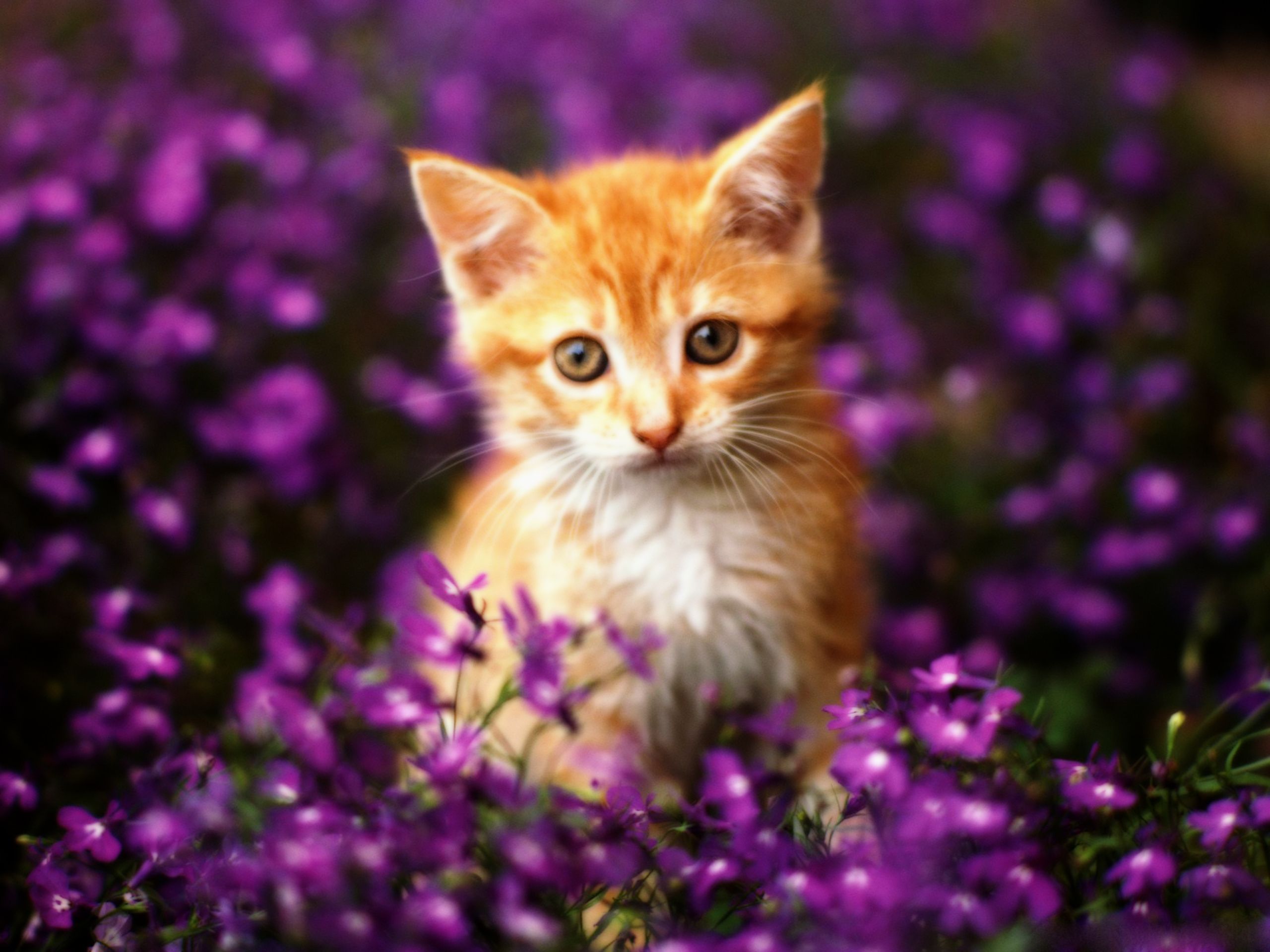 Cats Wallpaper. Orange tabby cats, Cute cat wallpaper, Orange kittens