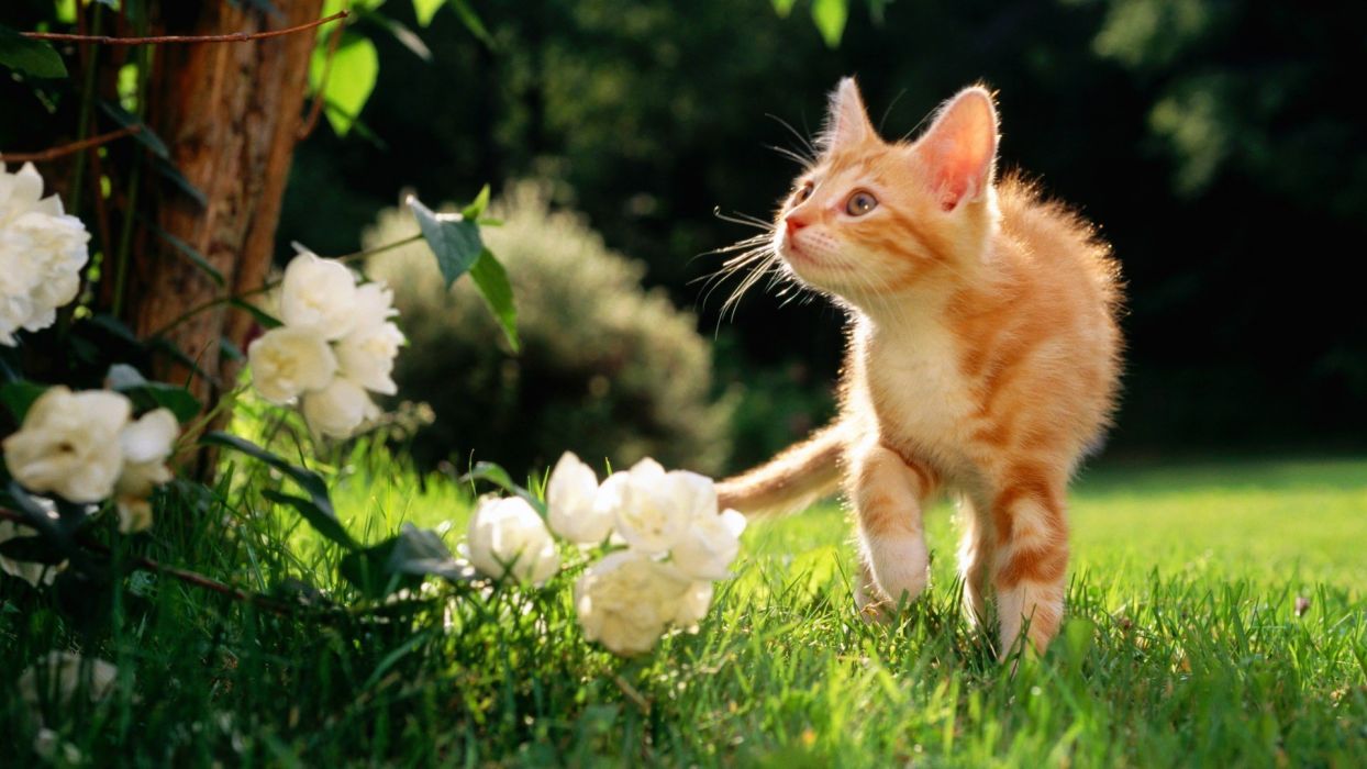 Flowers cats animals orange grass outdoors kittens wallpaperx1080