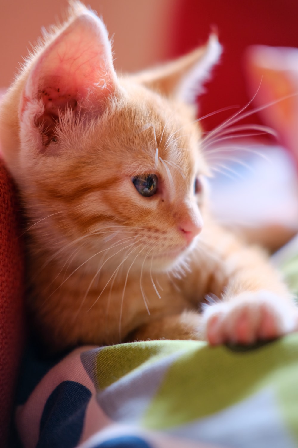 orange tabby kitten on green surface photo