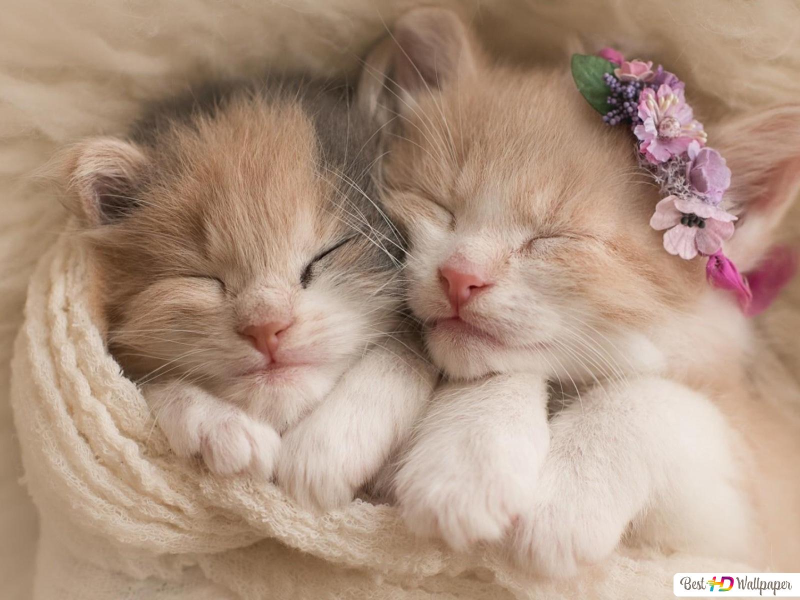 Two white and orange tabby kittens sleeping HD wallpaper download
