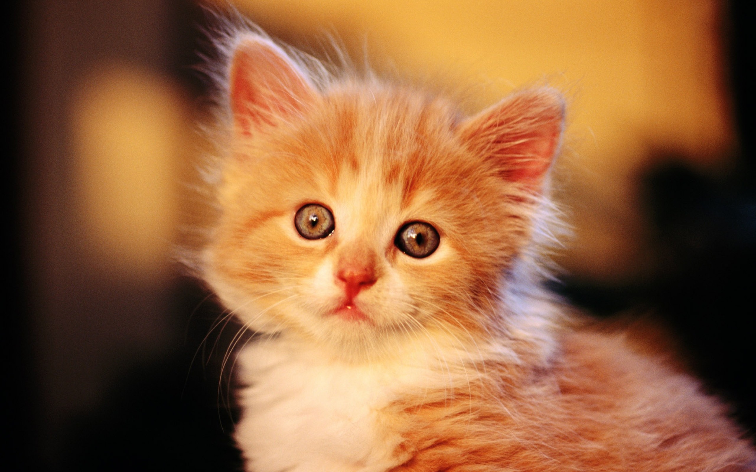 Cute Little Orange Kitten