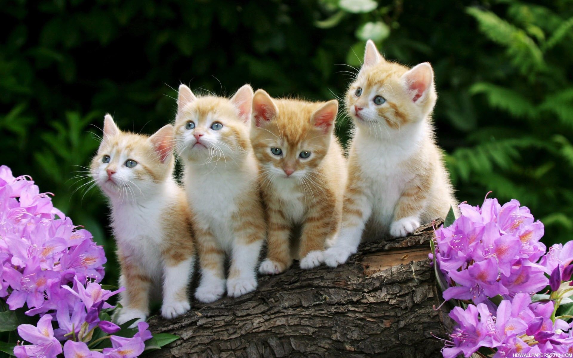 So adorable :). Rainbow kittens, Kitten wallpaper, Kittens cutest