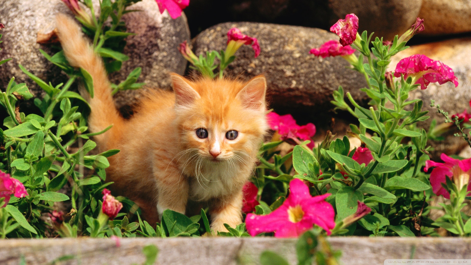 Playful Orange Kitten Ultra HD Desktop Background Wallpaper for 4K UHD TV, Tablet