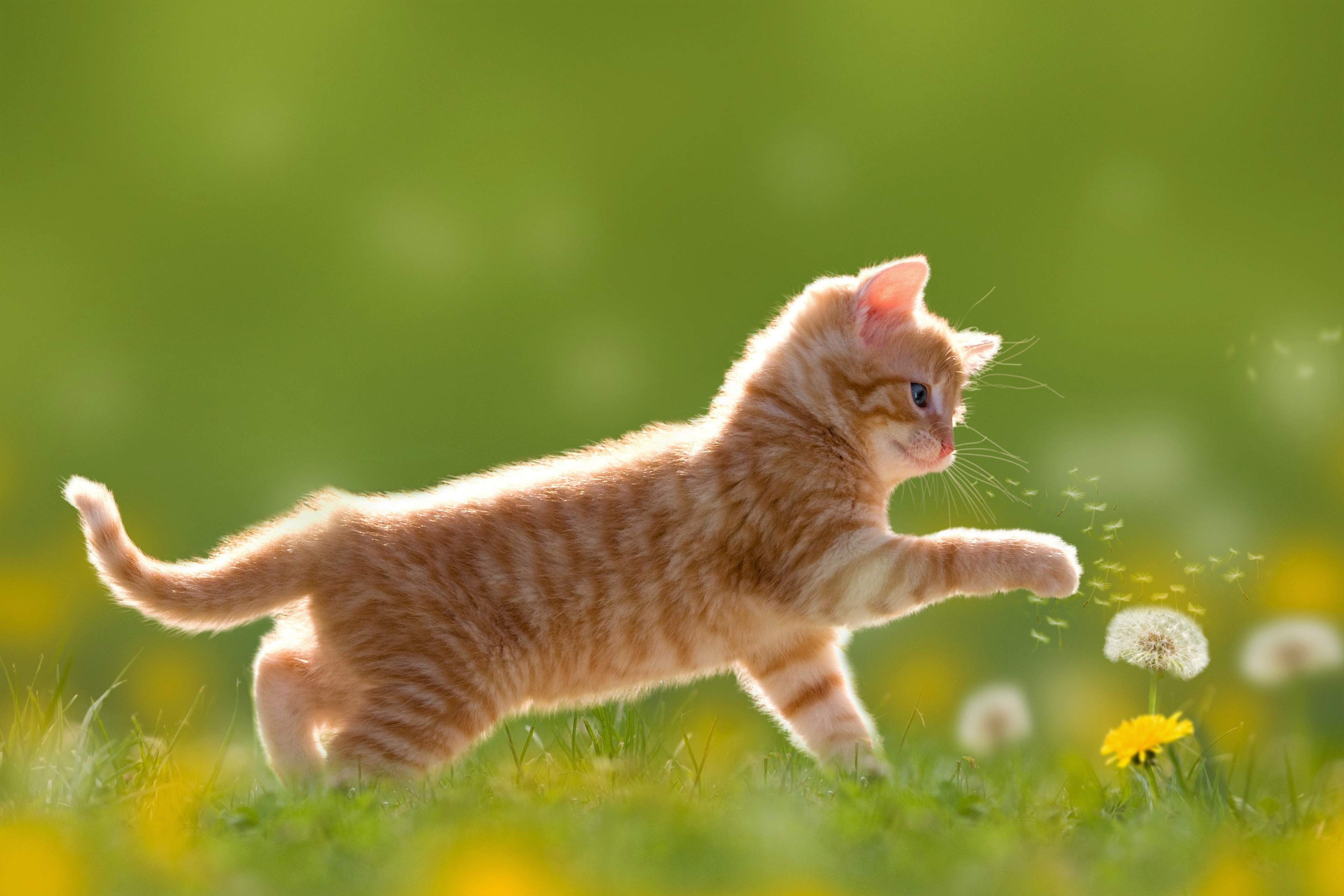 Wallpaper Orange Tabby Cat Walking on Green Grass During Daytime, Background Free Image