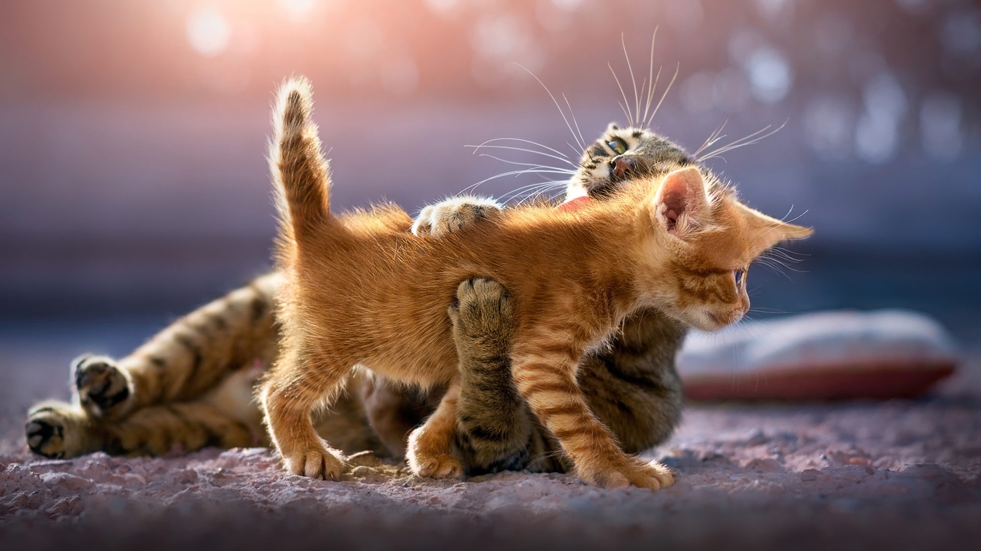 Cute Kittens Laptop Full HD 1080P HD 4k Wallpaper, Image, Background, Photo and Picture