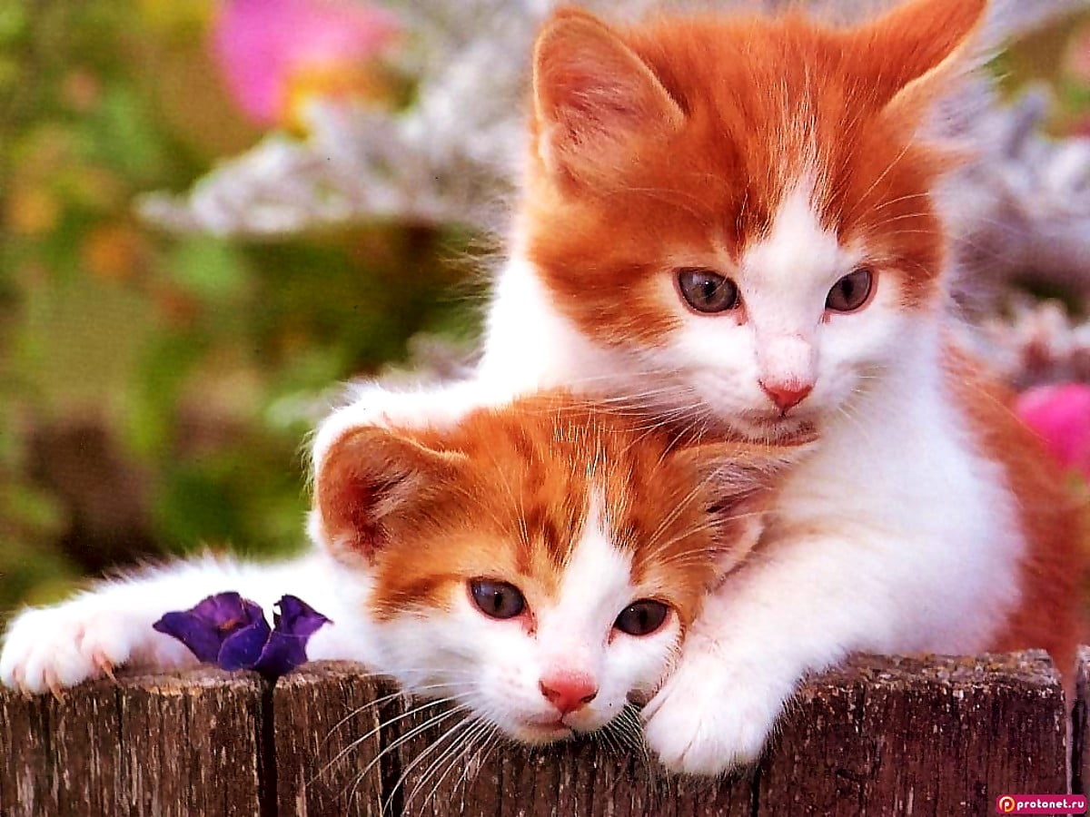Macbook background Cats, Kittens, Orange. Free TOP photo