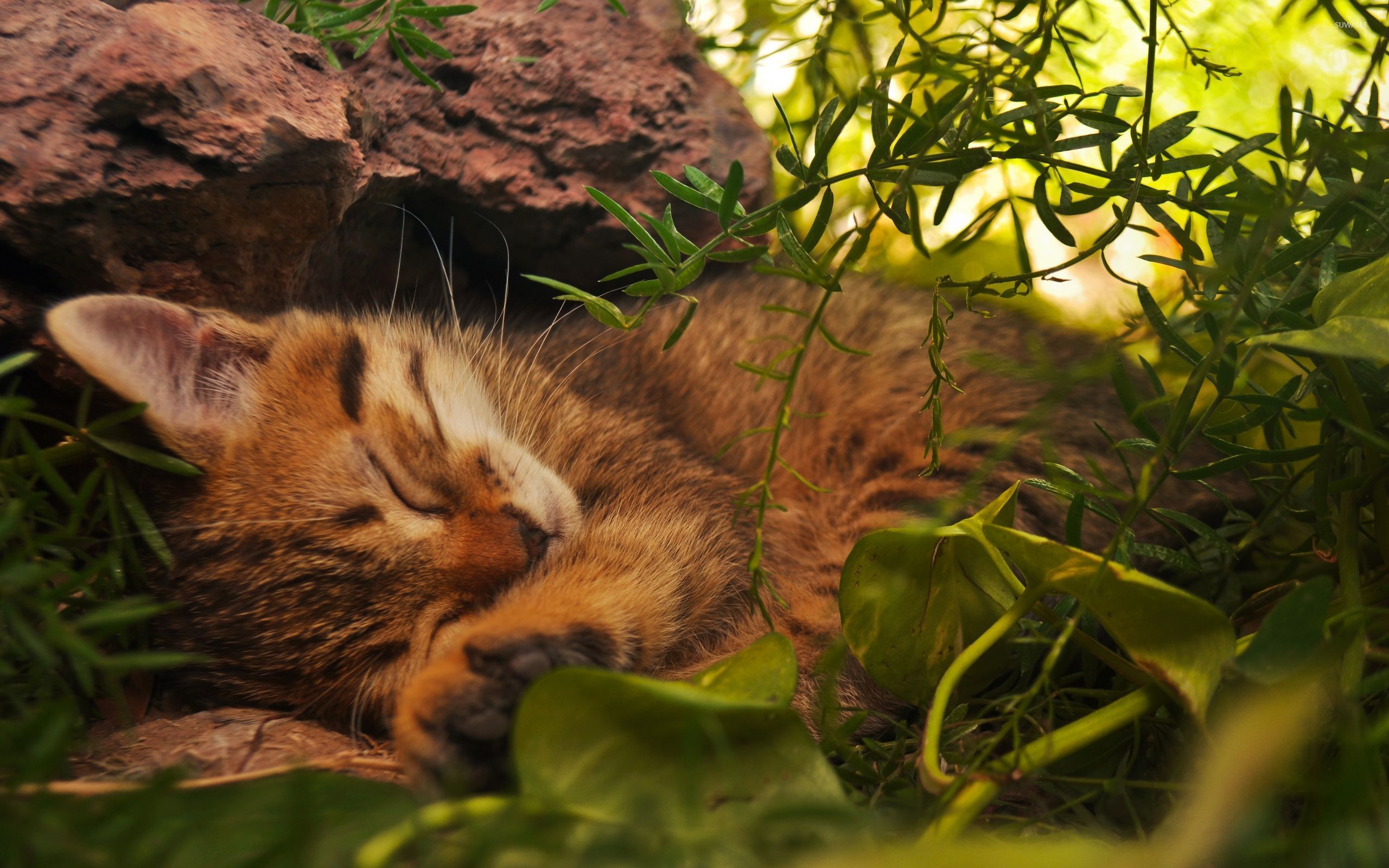 Sleeping kitten wallpaper wallpaper