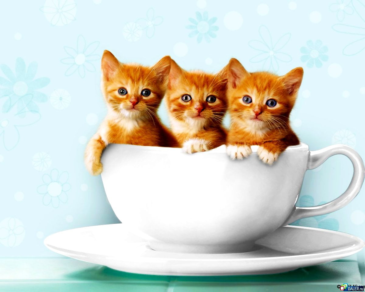 Cats, Kittens, Cup background image. FREE Best image