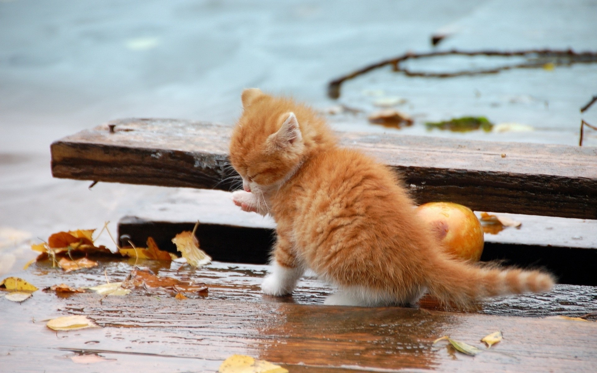 Small Orange Kitten in the Rain wallpaper. Small Orange Kitten in the Rain
