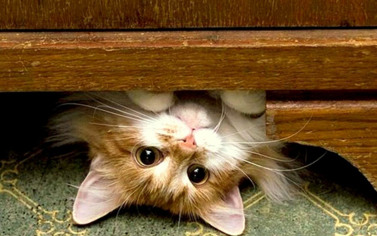 Kitten Wallpaper: HD, 4K, 5K for PC and Mobile. Download free image for iPhone, Android