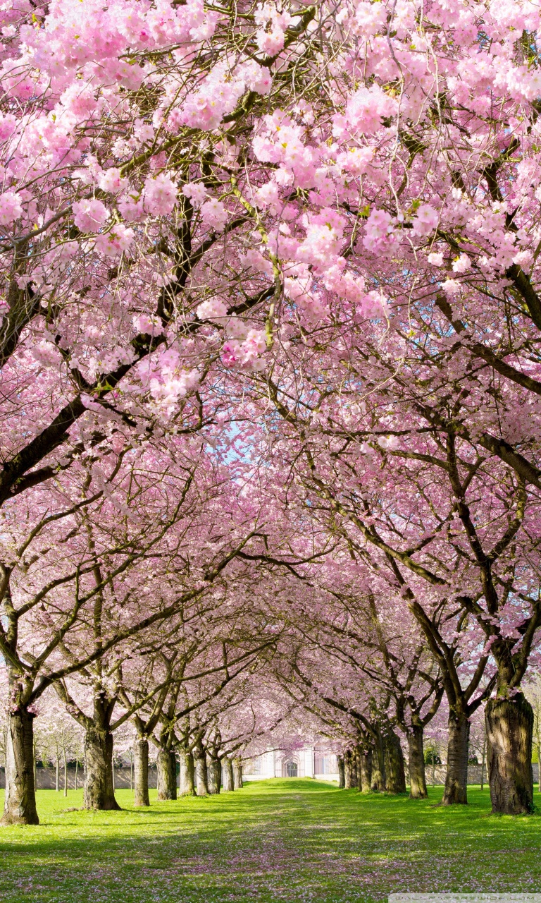 Park Pathway Spring Ultra HD Desktop Background Wallpaper for 4K UHD TV, Widescreen & UltraWide Desktop & Laptop, Tablet