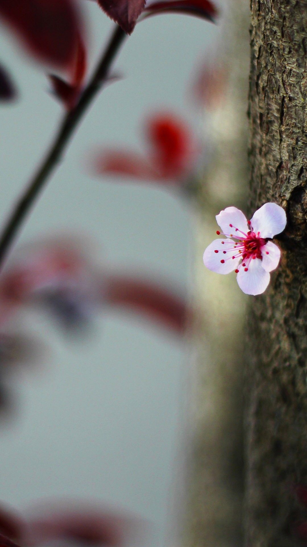 Macro Cherry Blossom Spring Bokeh Smartphone Wallpaper and Lockscreen HD