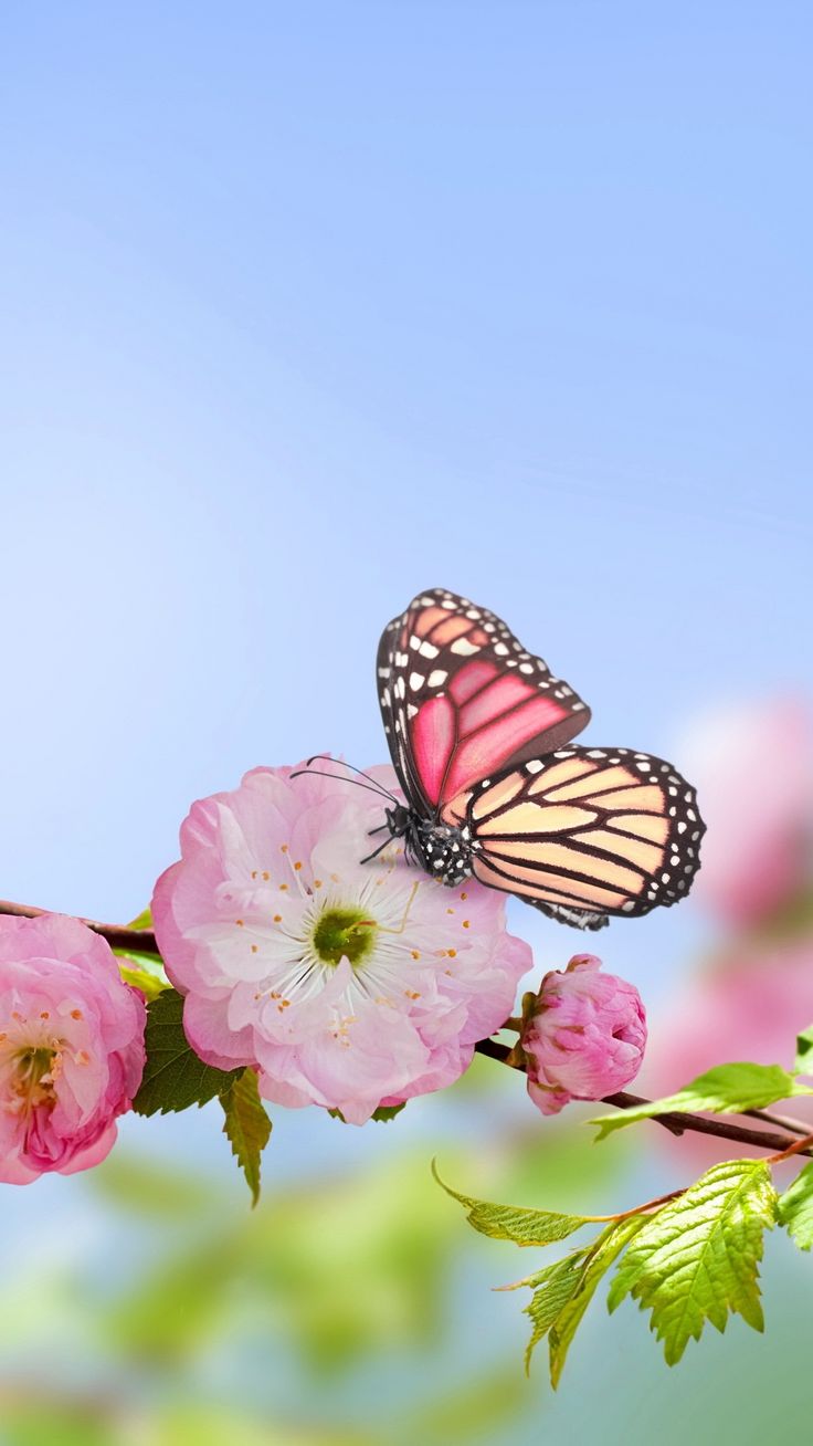 Spring Butterfly Wallpaper Full HD Click Wallpaper. Spring flowers wallpaper, Spring wallpaper hd, Beautiful flowers wallpaper
