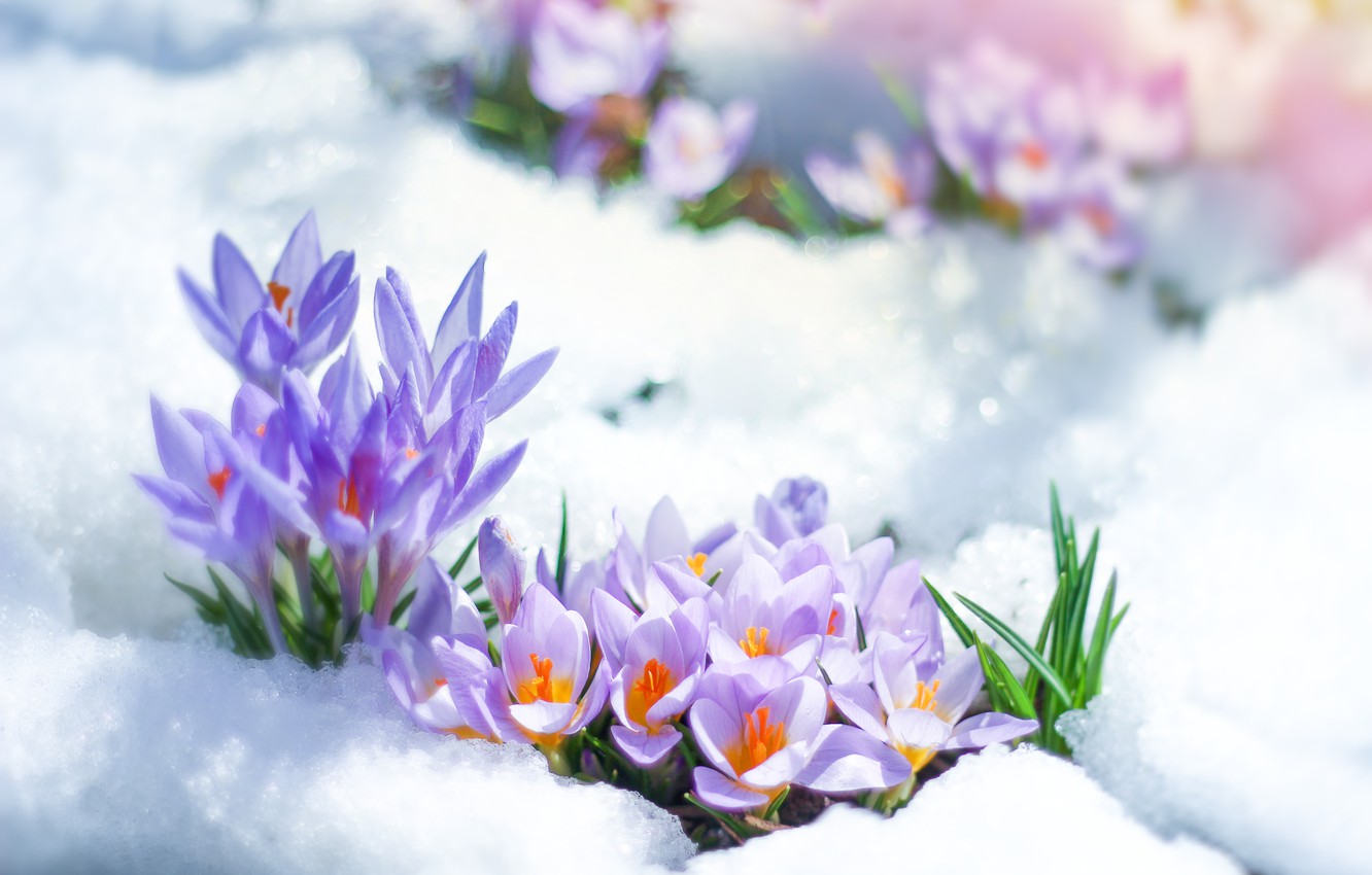 spring snow mp3 download