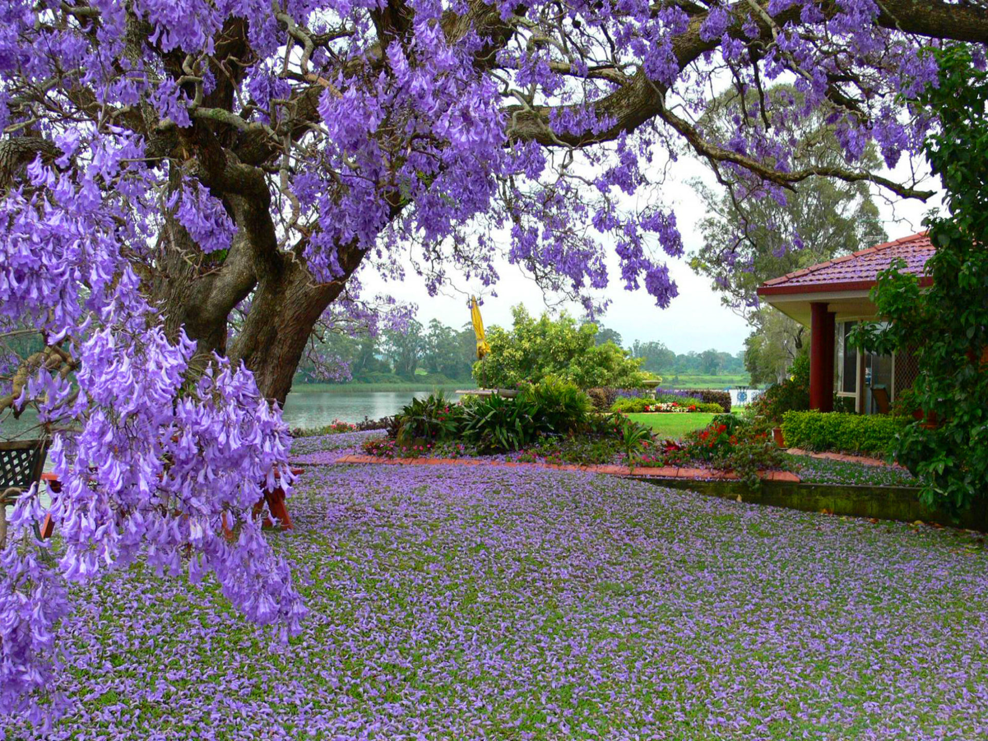 Spring Purple Trees Wallpapers - Wallpaper Cave, image size:1920x1440