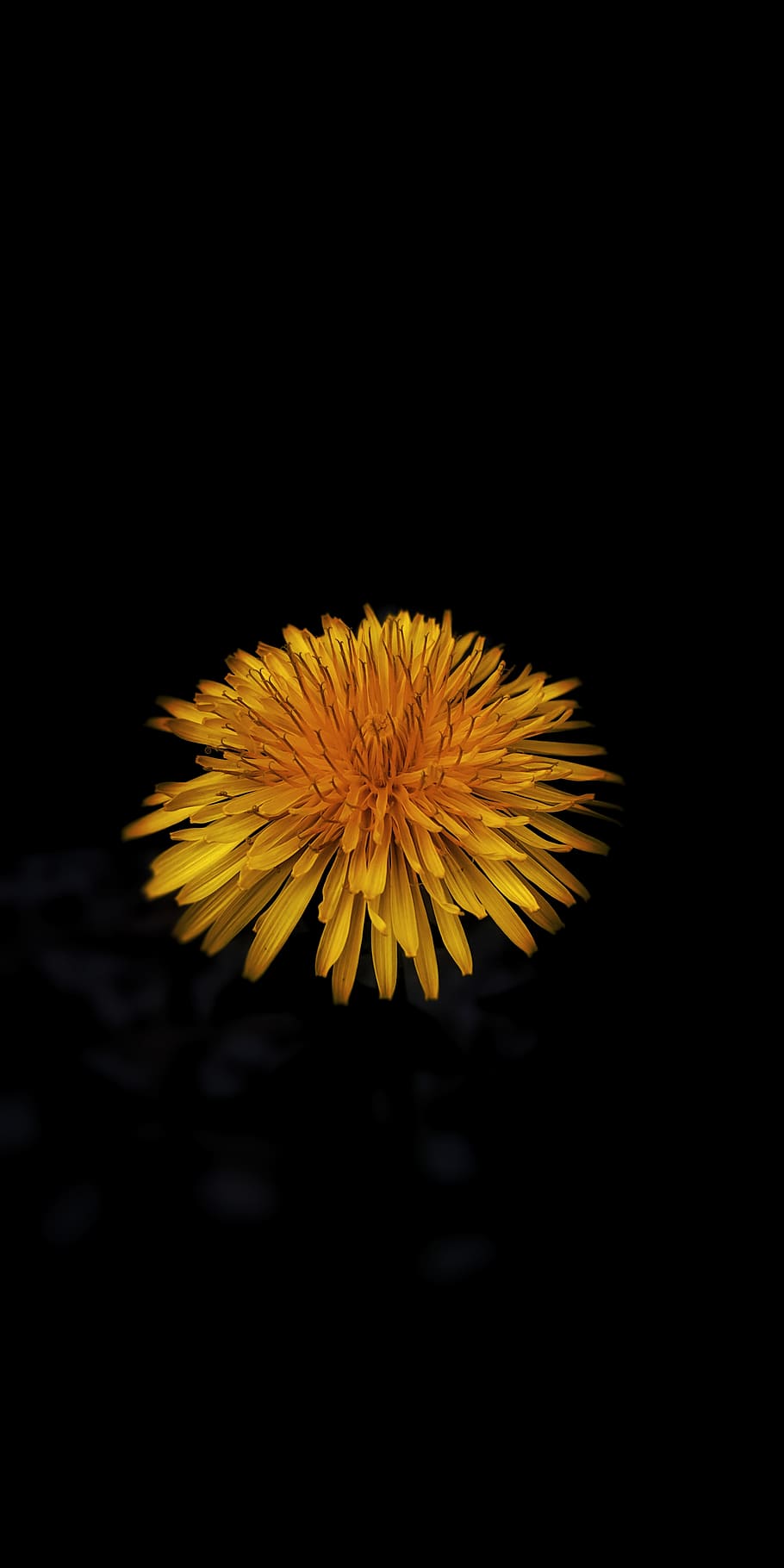 Plant, Flower, Blossom, Dandelion, Flower, Spring, Smartphone Wallpaper Black Wallpaper & Background Download