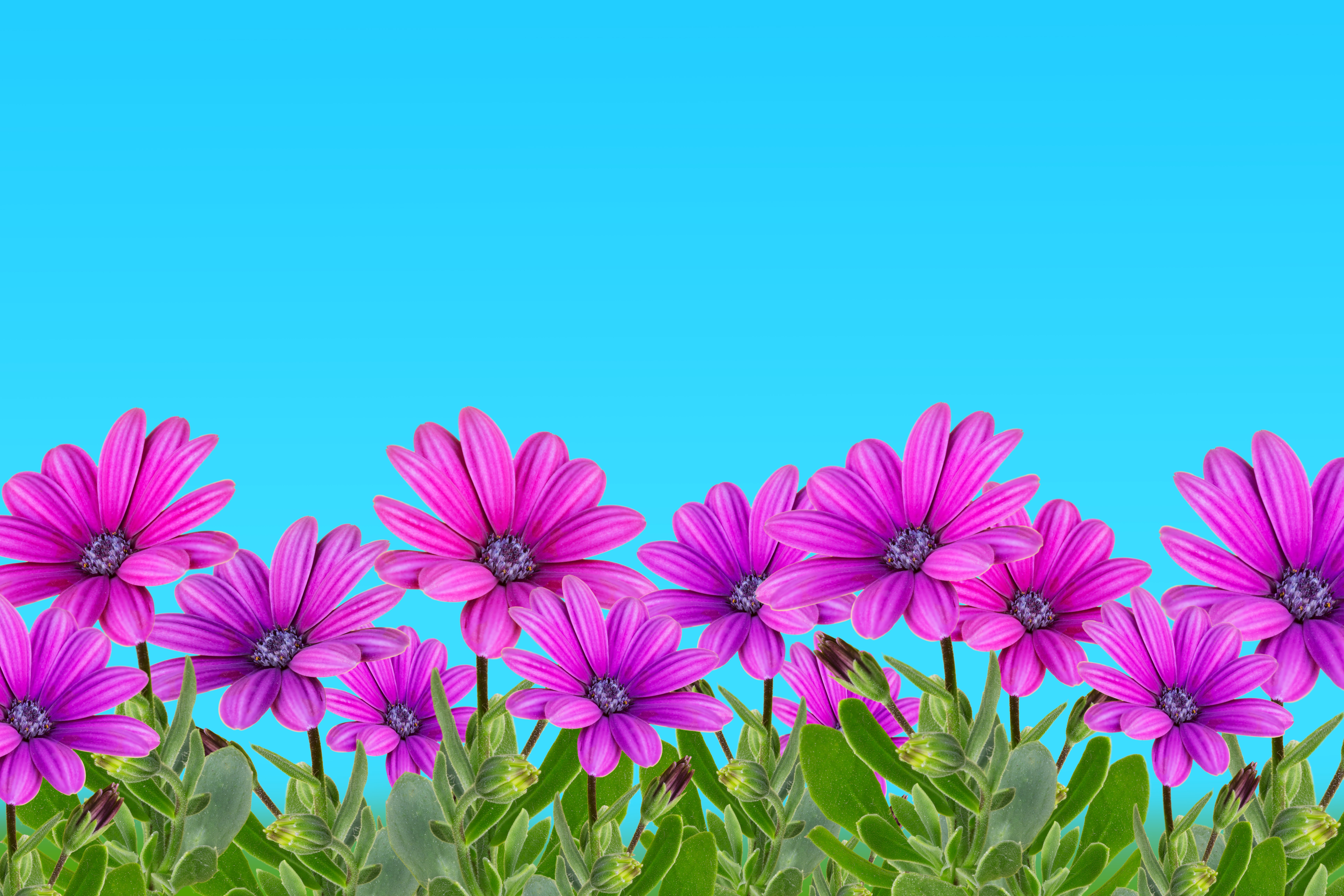 Purple Flowers · Free