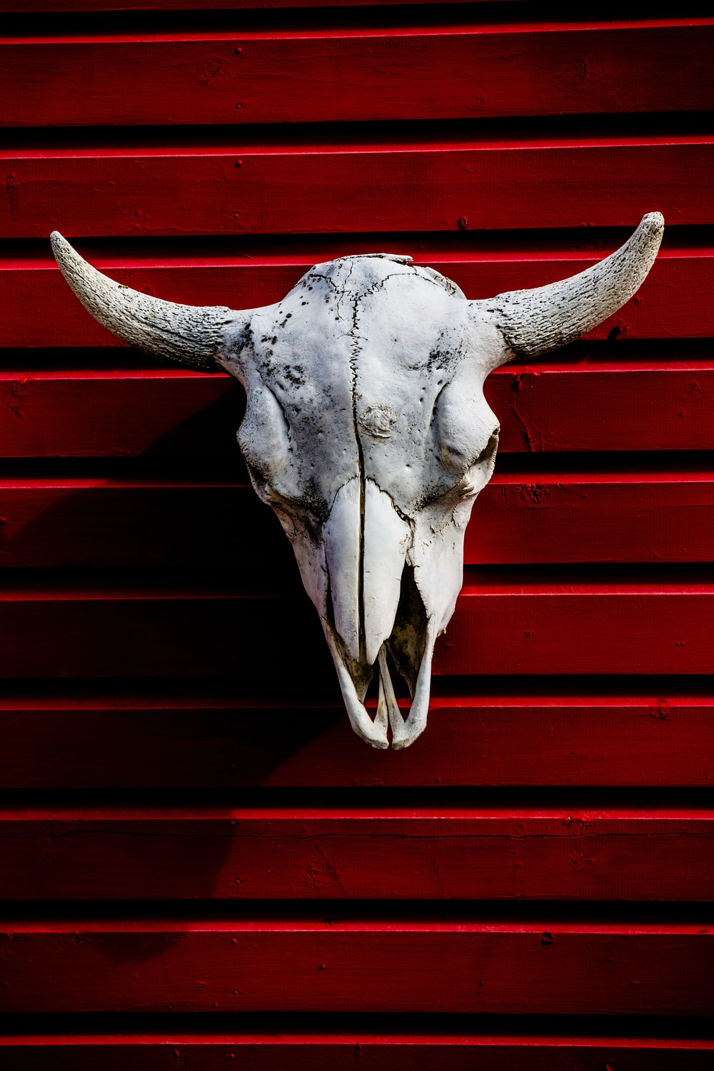 Bull Skull Picture. Download Free Image