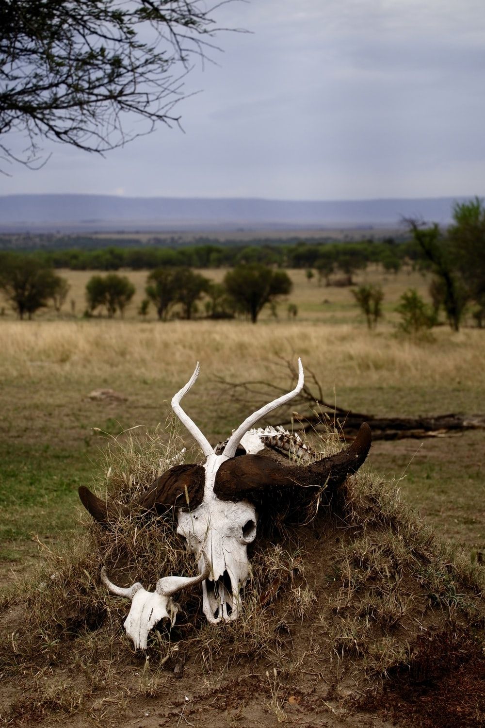 Cow Skull Wallpapers - Wallpaper Cave