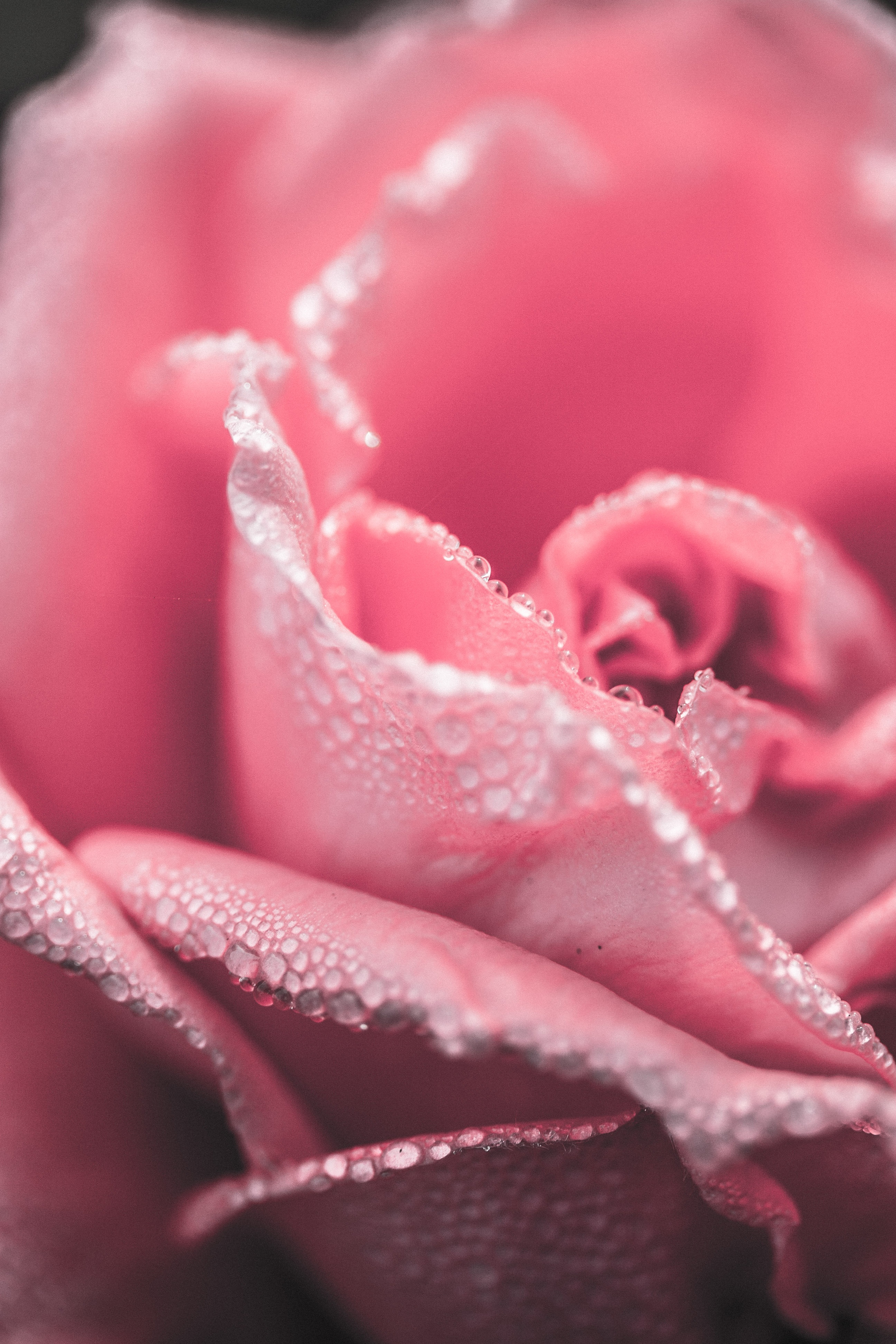 Closeup Photography of Pink Rose Flower · Free