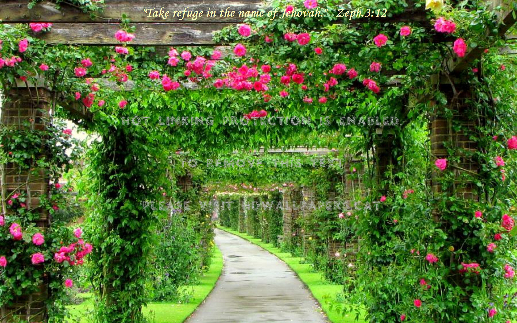 garden path roses archway nature flowers