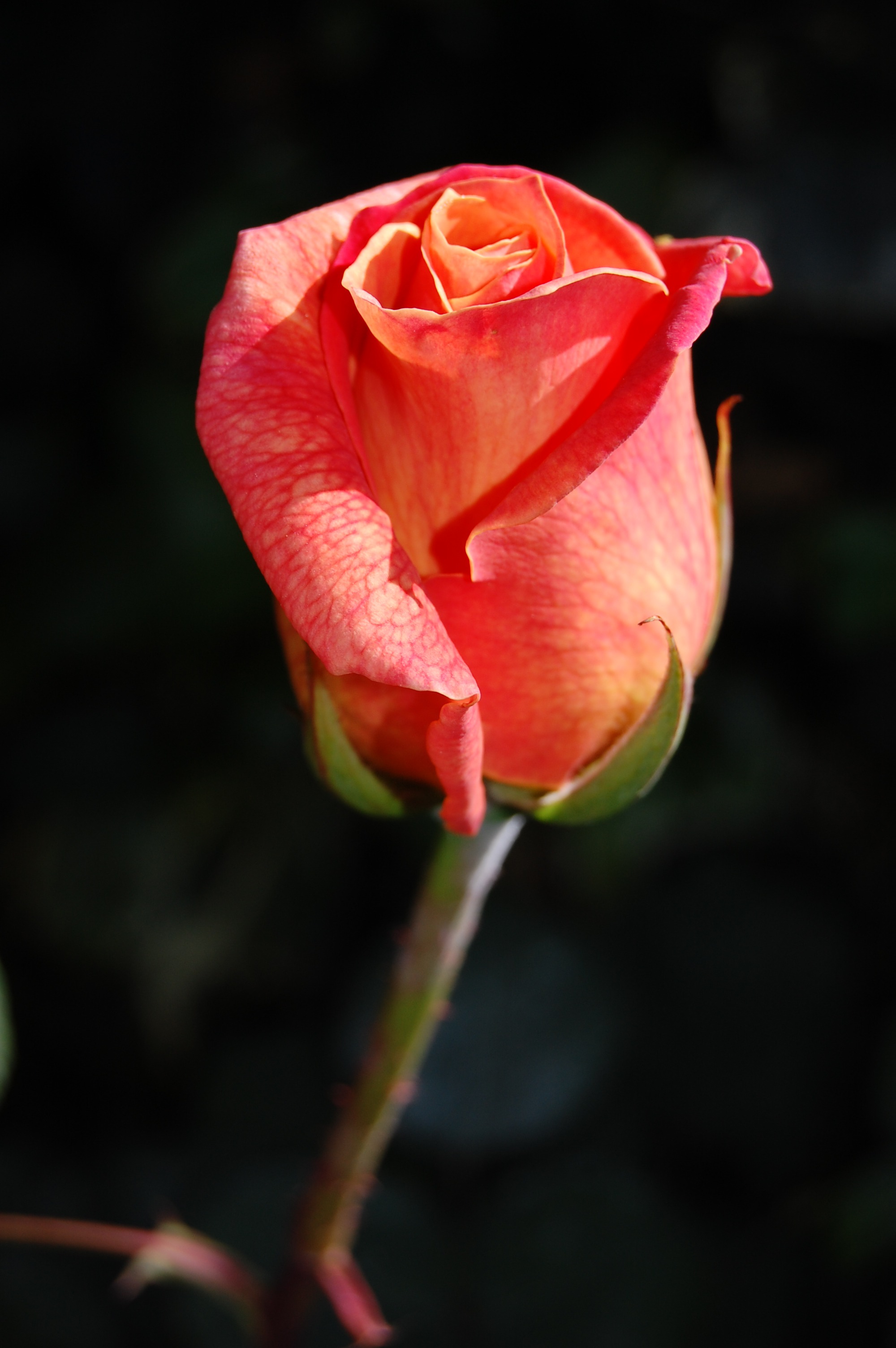 Pink Rose Plant · Free